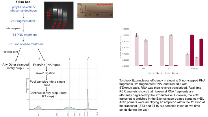 Exoseq.jpg